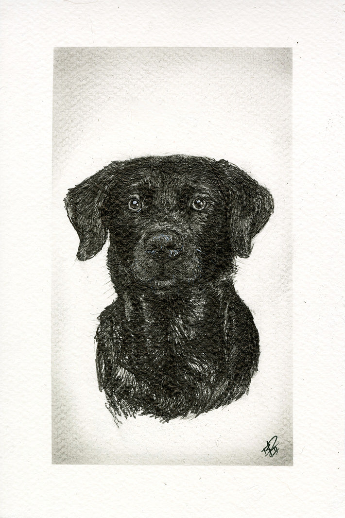 Piper_ – Limited Graphite Print