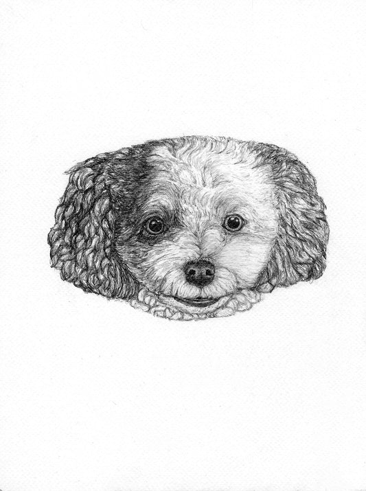 Zoey_ – Limited Graphite Print