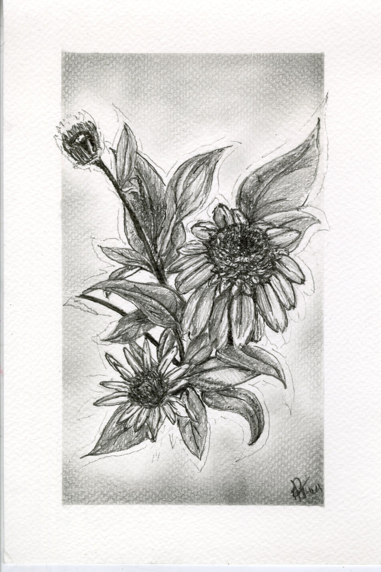 Black-Eyed Susan, graphite botanical print