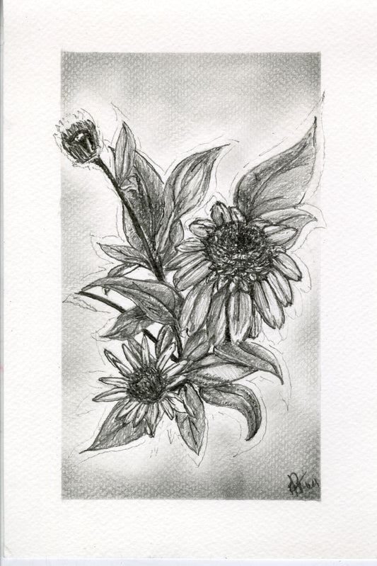 Black-Eyed Susan, graphite botanical print