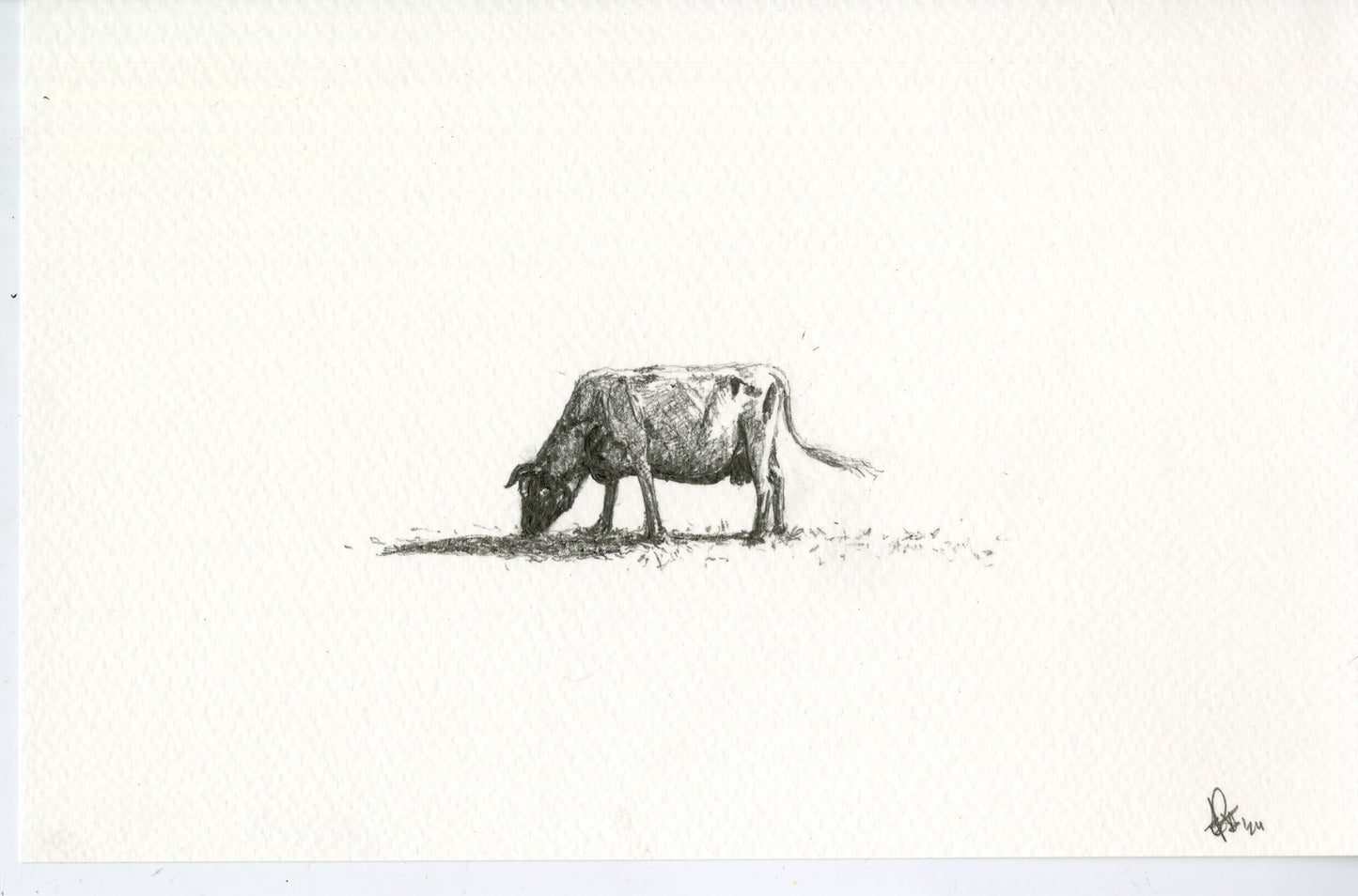 Cow I, original graphite drawing