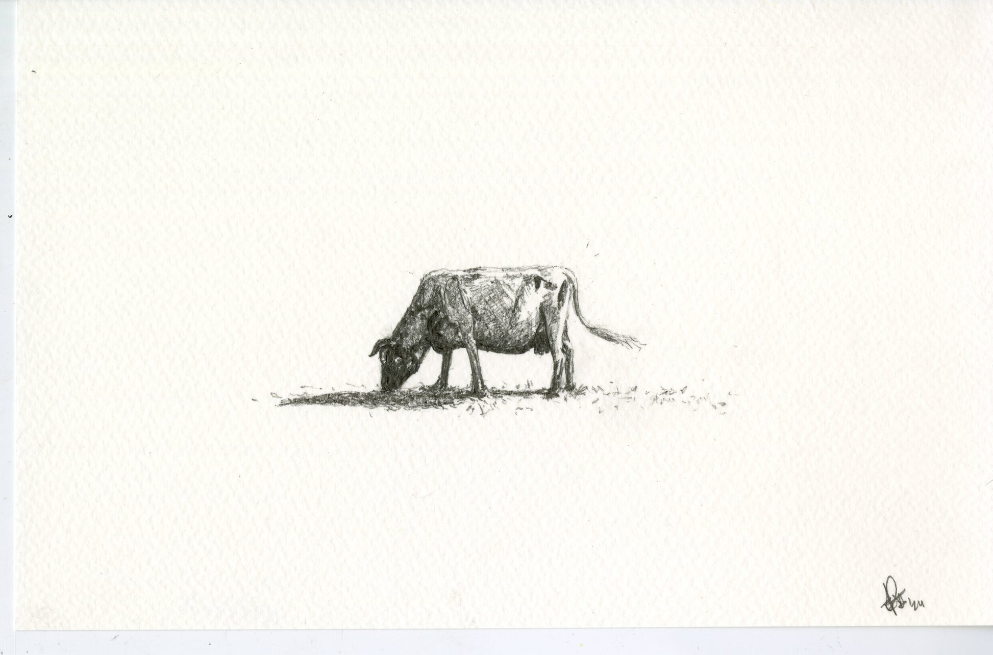 Cow I, original graphite drawing