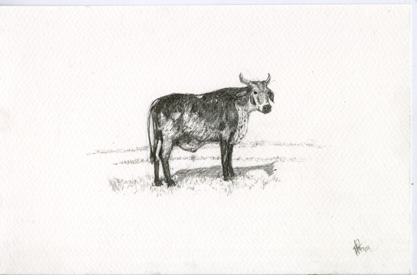 Cow II, original graphite drawing