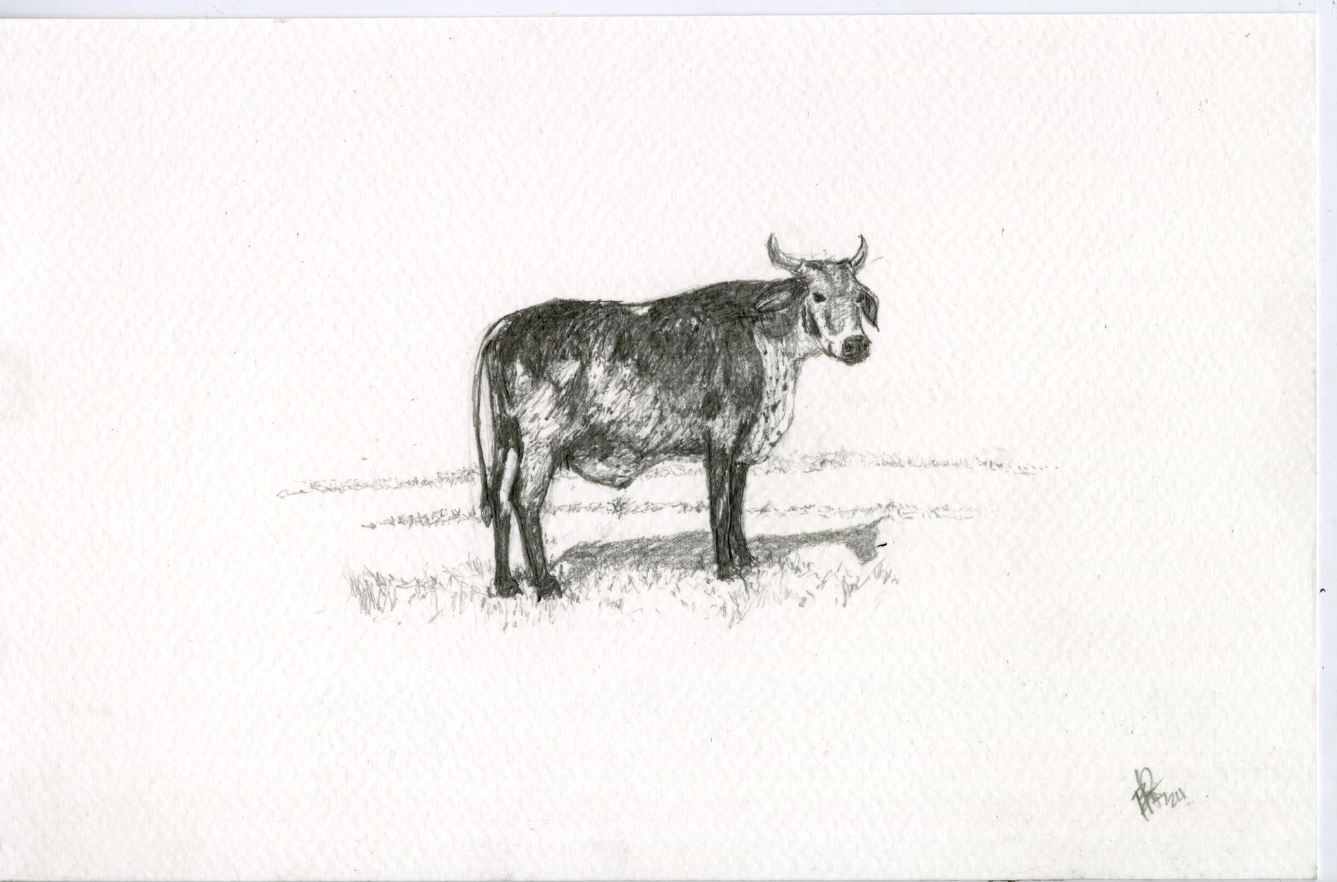 Cow II, original graphite drawing