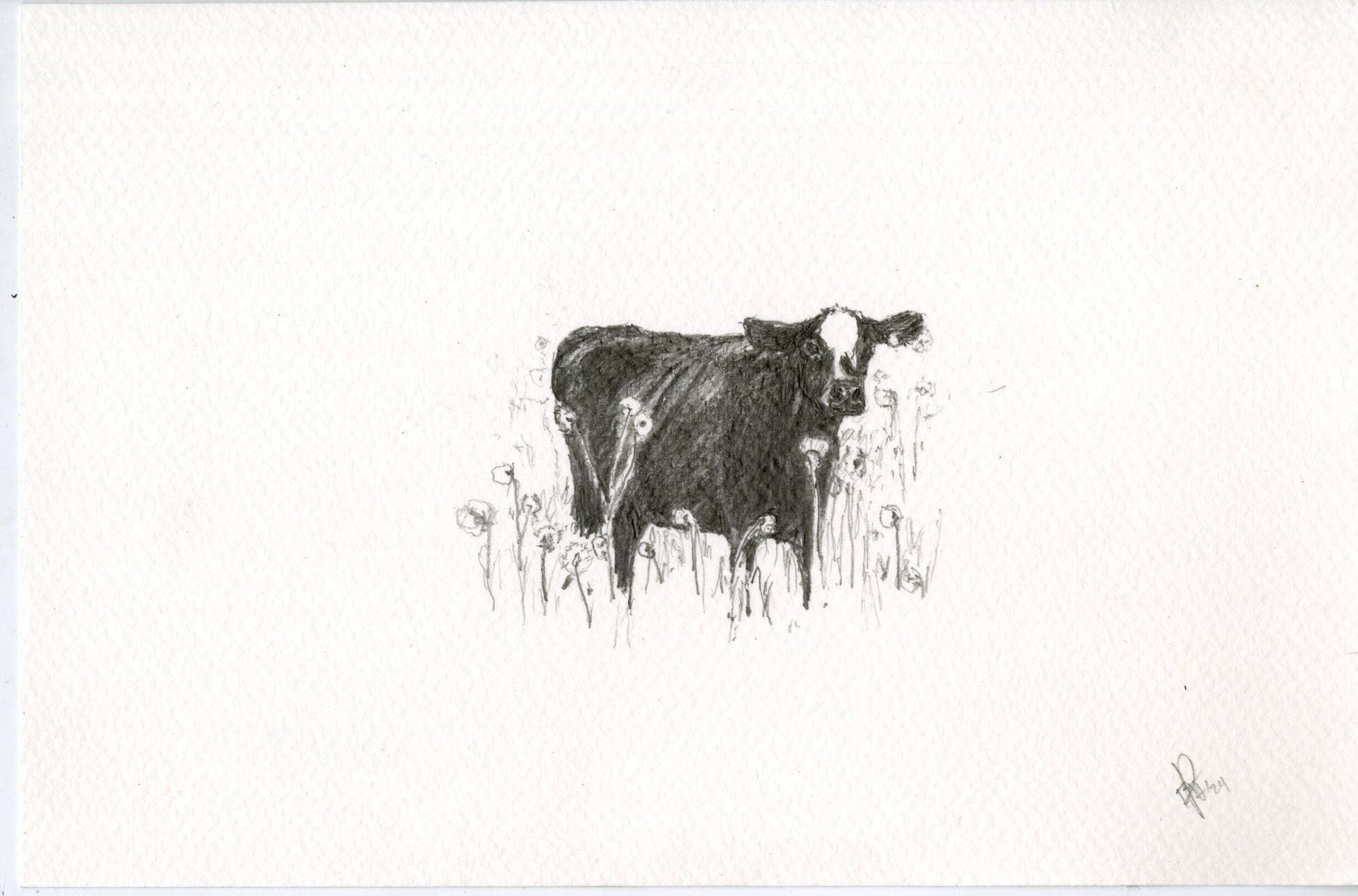 Cow III, original graphite drawing