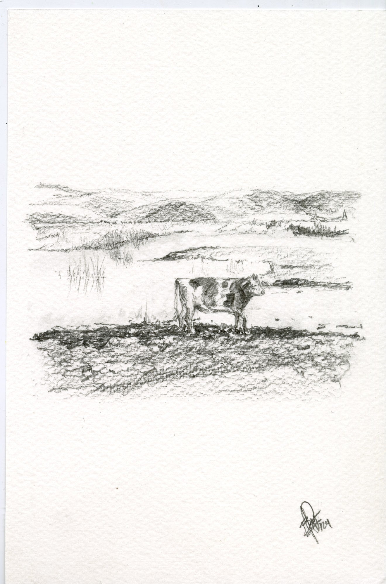Cow IV, original graphite drawing