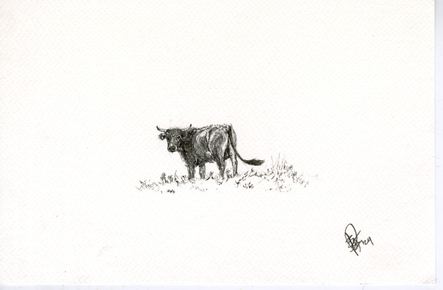 Cow V, original graphite drawing