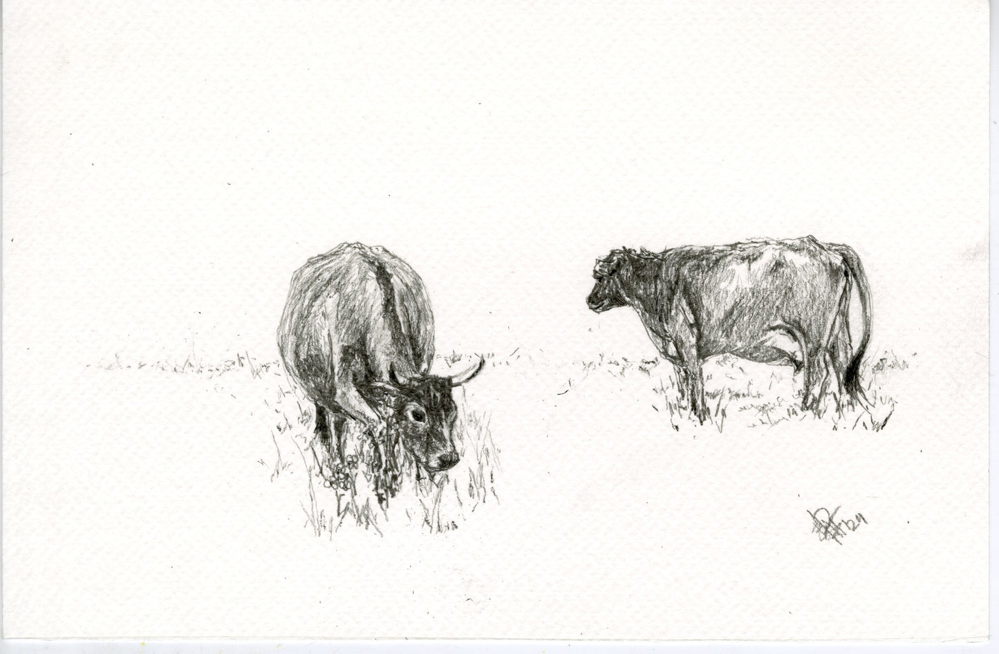 Cow VI, original graphite drawing