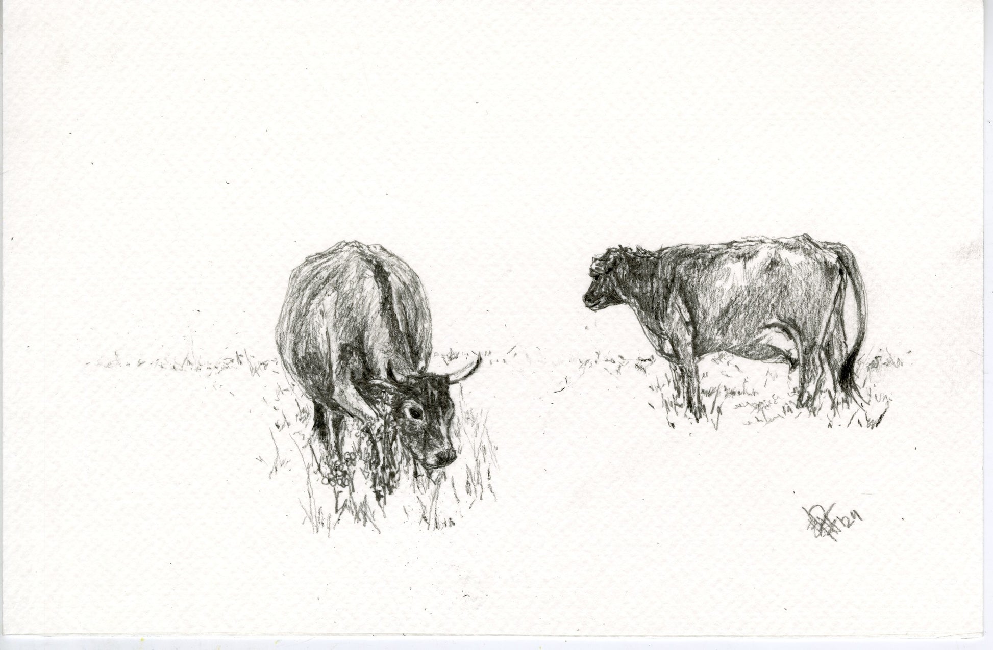 Cow VI, original graphite drawing