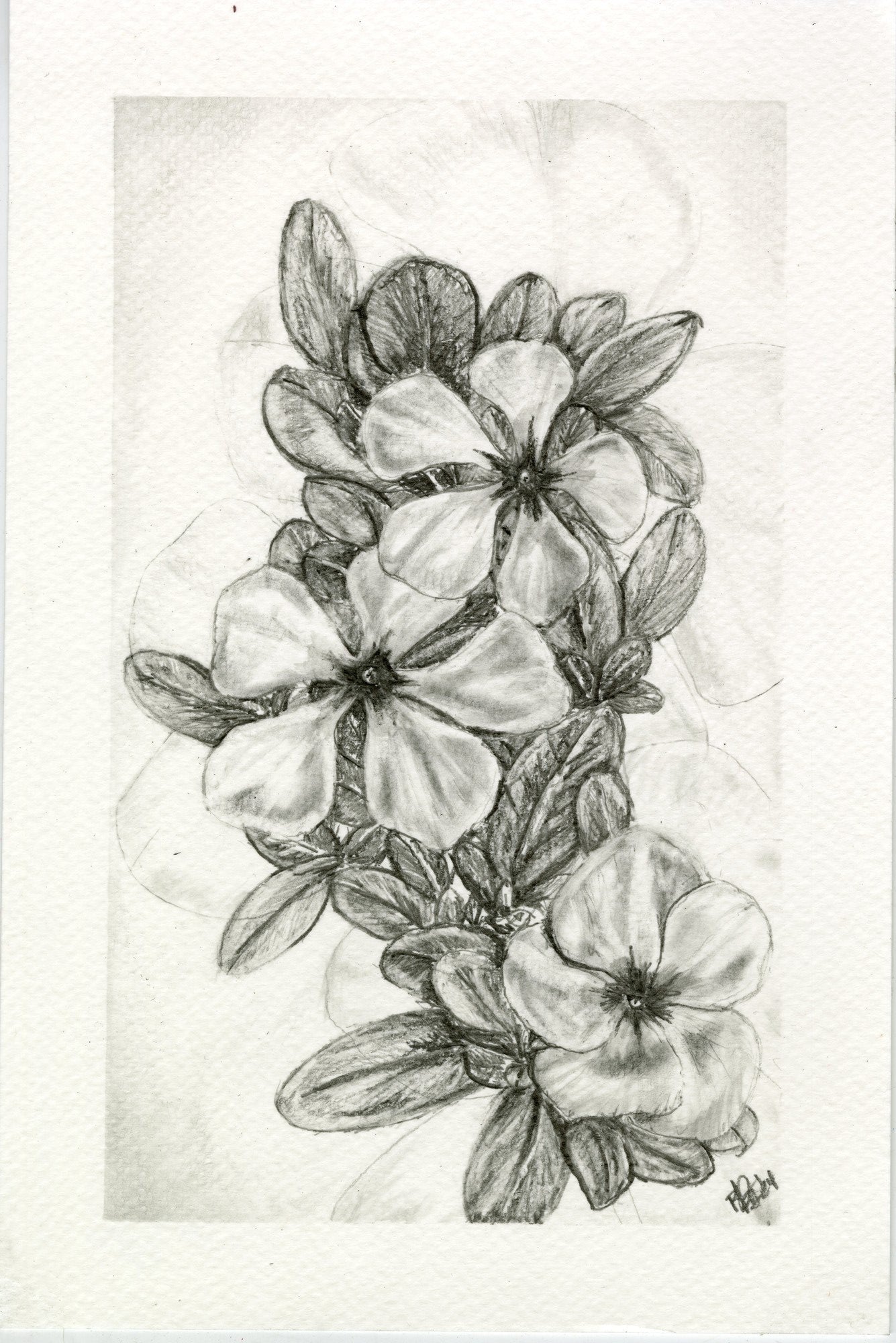 Wild Violets, graphite botanical print