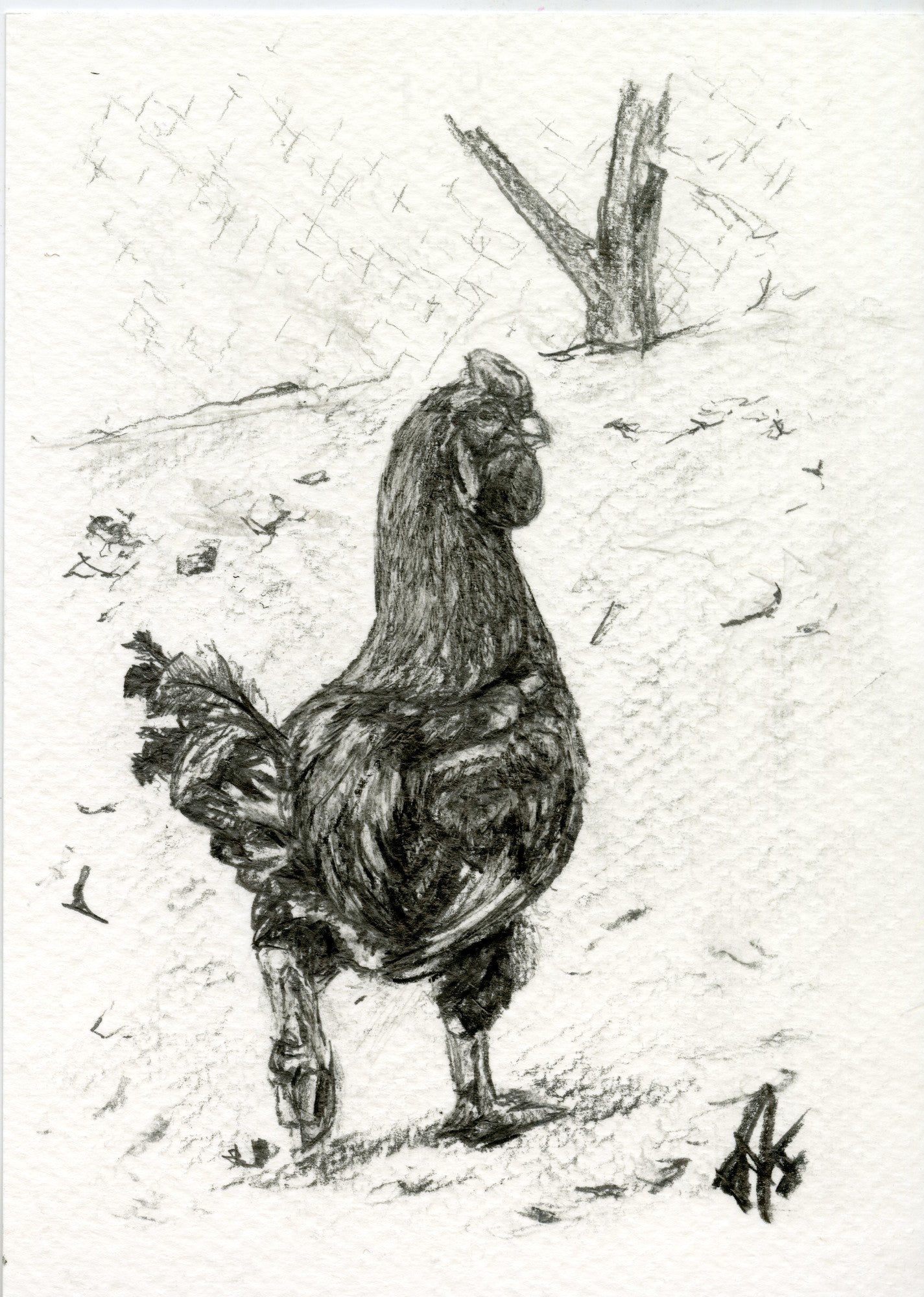 Rooster, original graphite drawing