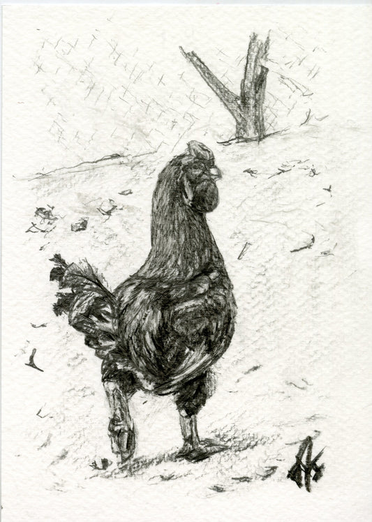 Rooster, original graphite drawing
