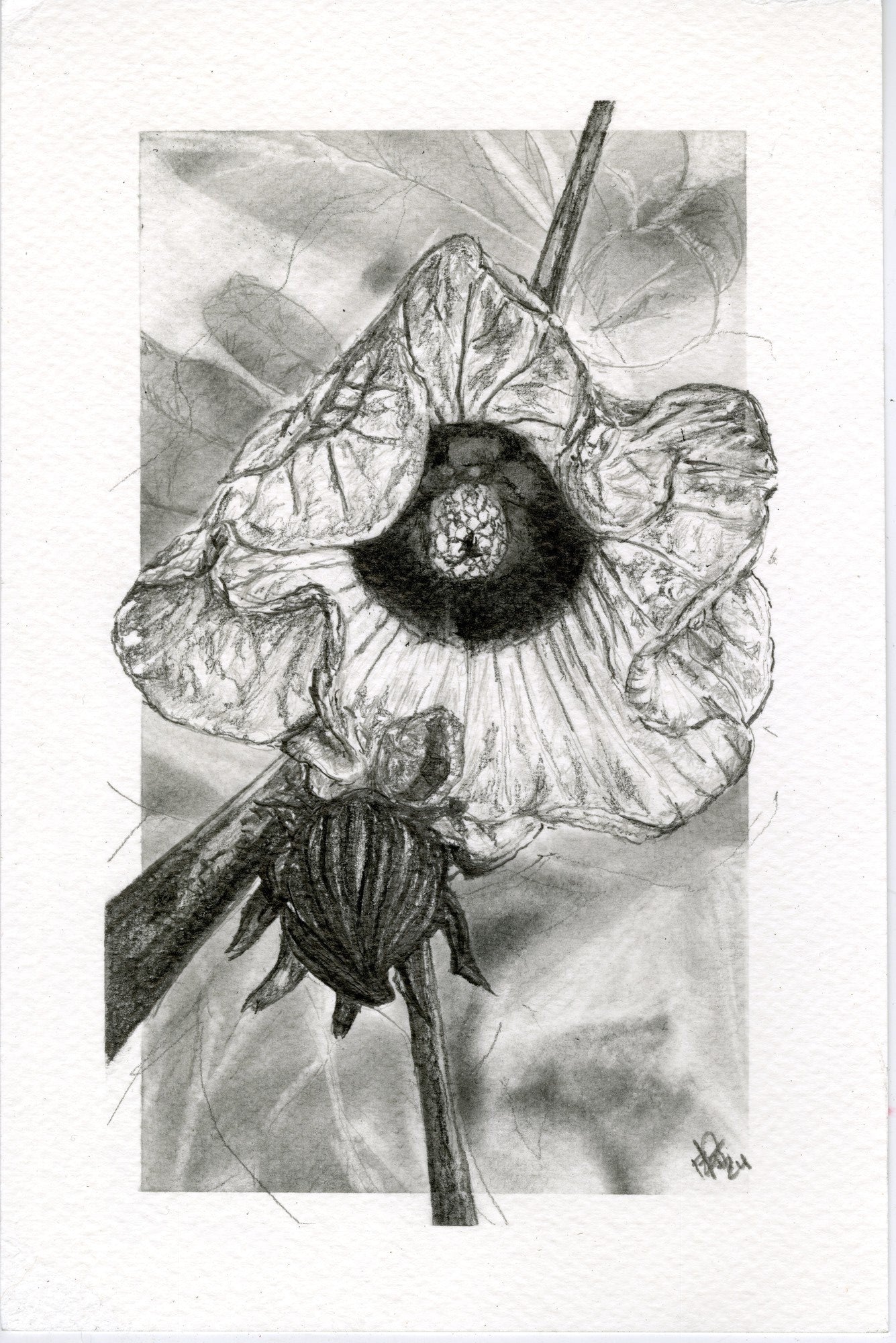 Roselle, graphite botanical print