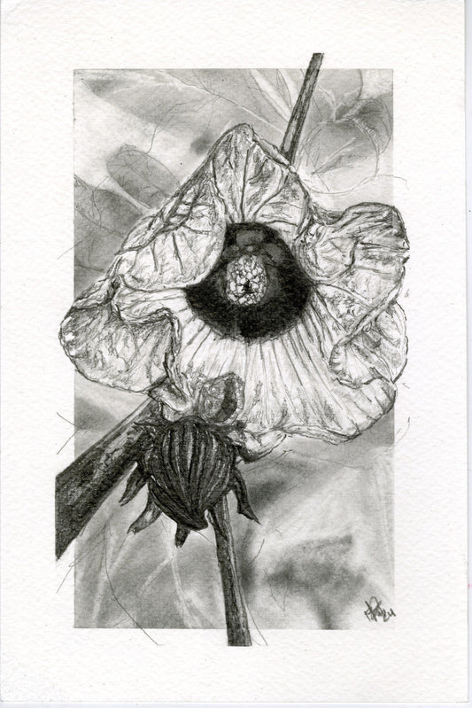 Roselle, graphite botanical print