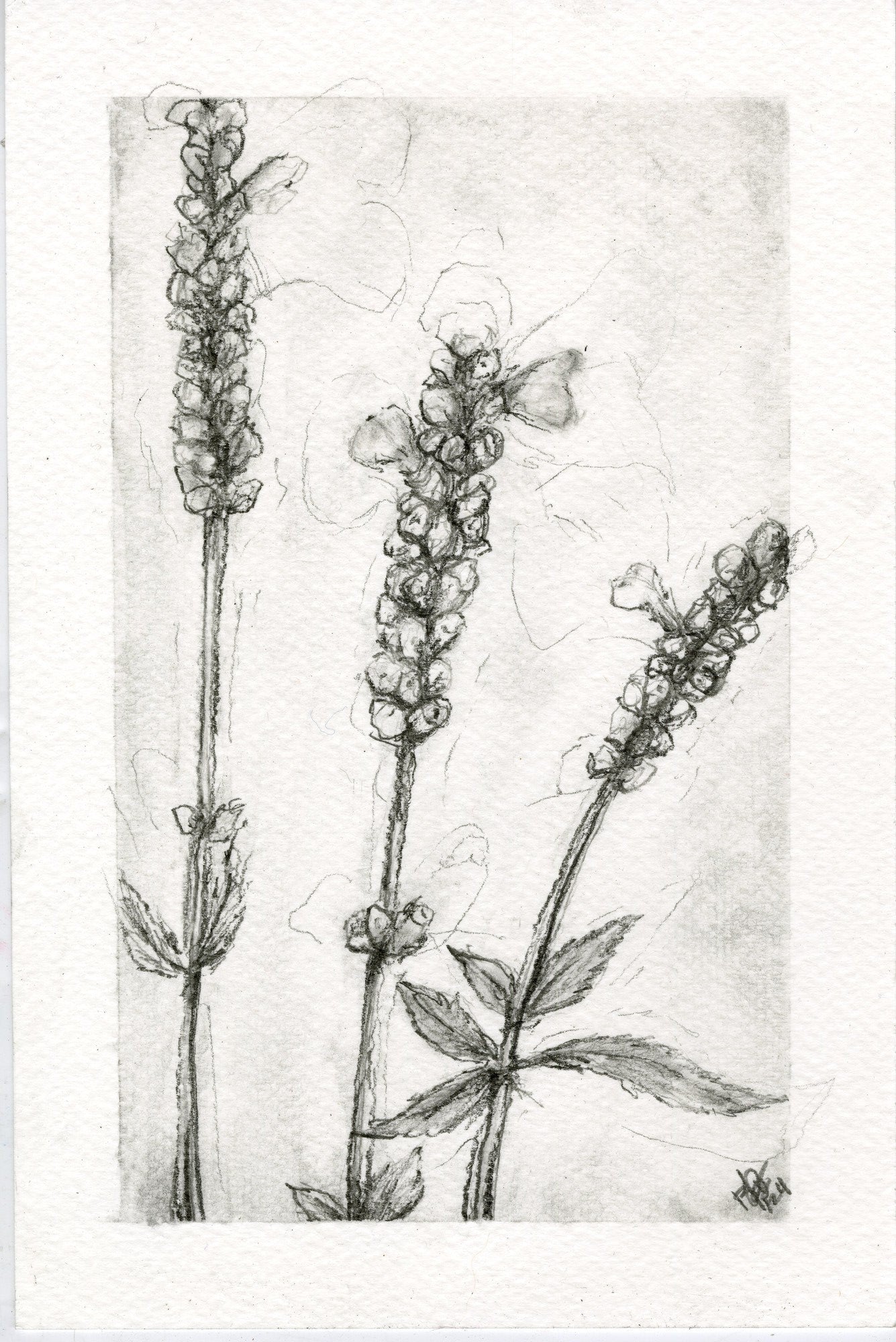 Sage, graphite botanical print