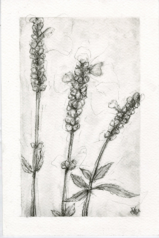 Sage, graphite botanical print
