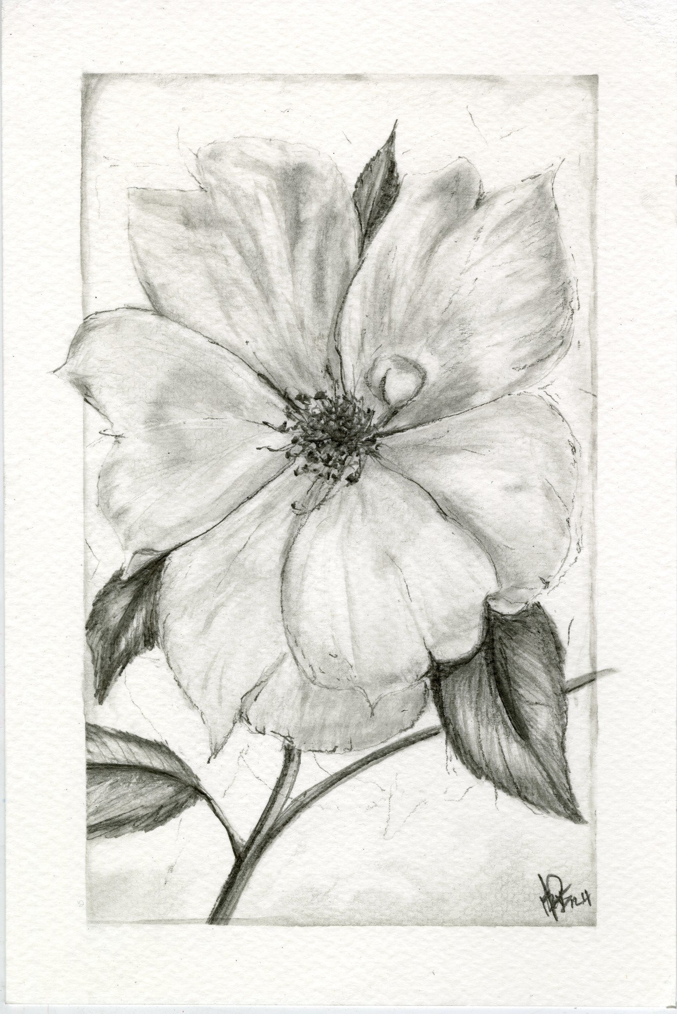 Yellow Rose, graphite botanical print