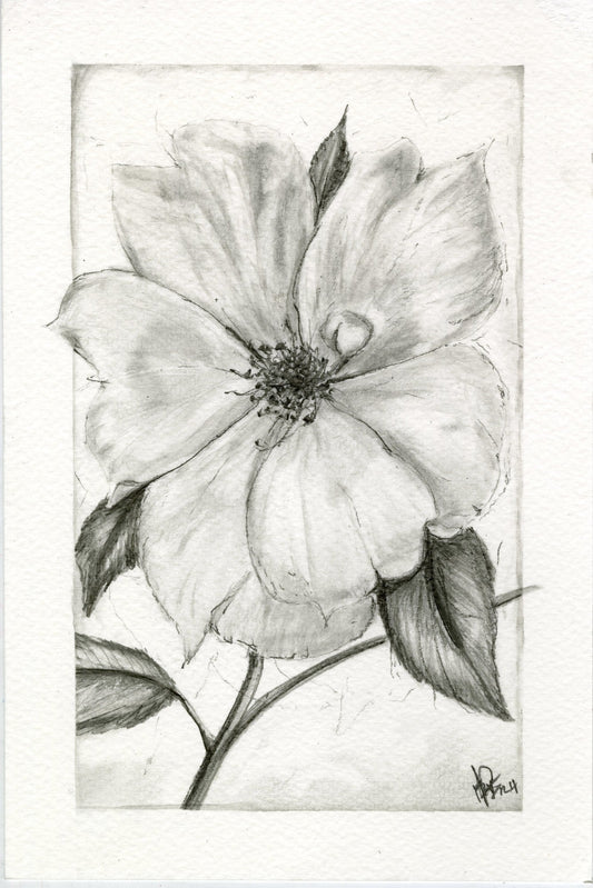 Yellow Rose, graphite botanical print